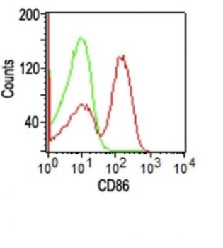 CD86 (Dendritic Cells Maturation Marker) Antibody - With BSA and Azide