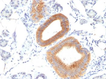 CD86 (Dendritic Cells Maturation Marker) Antibody - With BSA and Azide