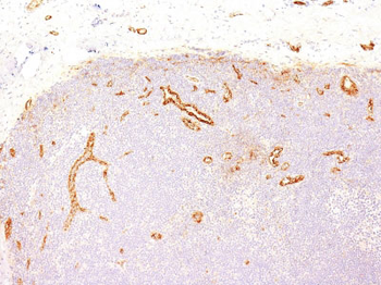 von Willebrand Factor / Factor VIII Related-Ag (Endothelial Marker) Antibody - With BSA and Azide