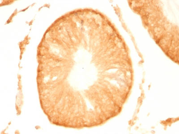 PGP9.5 / UchL1 (pan-Neuronal Marker) Antibody - With BSA and Azide