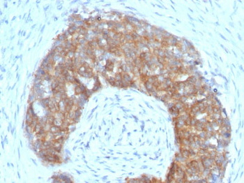 pS2 / pNR-2 / Trefoil Factor 1 (Estrogen-Regulated Protein) Antibody - With BSA and Azide