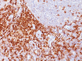 CD43 (T-Cell Marker) Antibody - With BSA and Azide