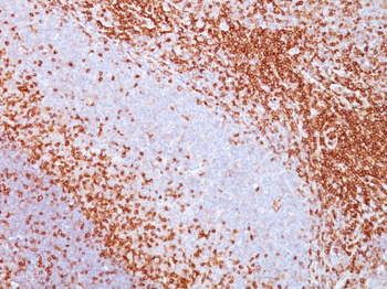CD43 (T-Cell Marker) Antibody - With BSA and Azide