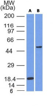 SOX10 (Melanoma Marker) Antibody - With BSA and Azide