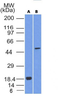 SOX10 (Melanoma Marker) Antibody - With BSA and Azide
