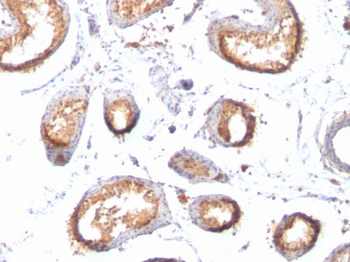 gp100 / Melanosome / PMEL17 / SILV (Melanoma Marker) Antibody - With BSA and Azide