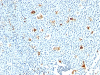 Calprotectin (Macrophage Marker) Antibody - With BSA and Azide