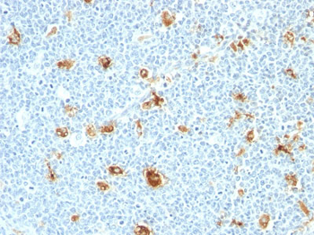 Calgranulin B (Macrophage Marker) Antibody - With BSA and Azide