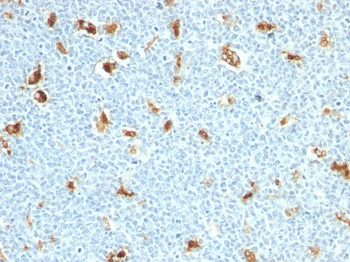 S100A9 (Macrophage Marker) Antibody - With BSA and Azide