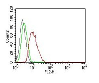 Cyclin D1 (G1-Cyclin & Mantle Cell Marker) Antibody