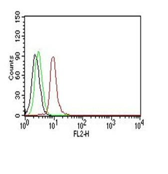 Cyclin D1 (G1-Cyclin & Mantle Cell Marker) Antibody