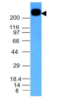 CD45RB (B-Cell Marker) Antibody - With BSA and Azide
