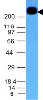 CD45RB (B-Cell Marker) Antibody - With BSA and Azide
