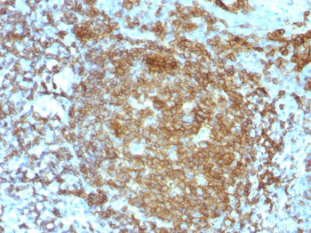 CD45RA (Leucocyte Marker) Antibody - With BSA and Azide