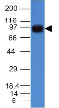 UACA / Nucling (Nuclear Membrane Marker) Antibody - With BSA and Azide