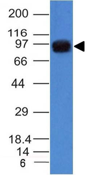 UACA / Nucling (Nuclear Membrane Marker) Antibody - With BSA and Azide