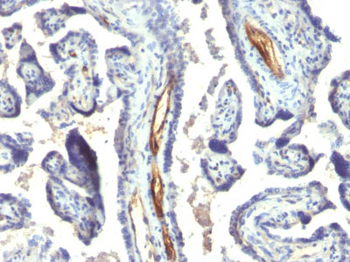 Podocalyxin (PODXL) (Hematopoietic Stem Cell Marker) Antibody - With BSA and Azide