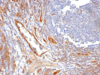 CD31 / PECAM-1 (Endothelial Cell Marker) Antibody - With BSA and Azide