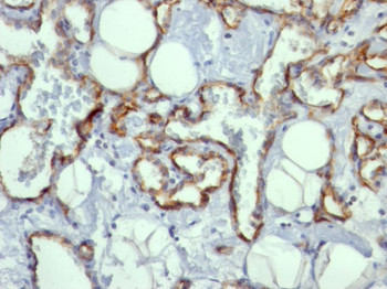 CD31 / PECAM-1 (Endothelial Cell Marker) Antibody - With BSA and Azide
