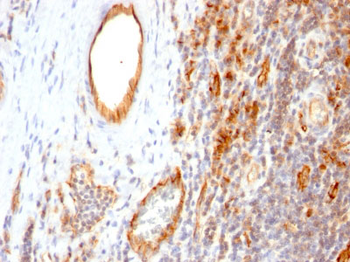 CD31 / PECAM-1 (Endothelial Cell Marker) Antibody - Culture Supernatant