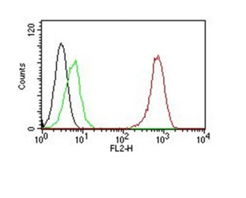 CD31 / PECAM-1 (Endothelial Cell Marker) Antibody