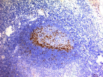 PD1 / PDCD1 / CD279 (Programmed Cell Death 1) Antibody - With BSA and Azide