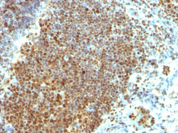 PCNA (Proliferating Cell Nuclear Antigen) (G1- & S-phase Marker) Antibody - With BSA and Azide