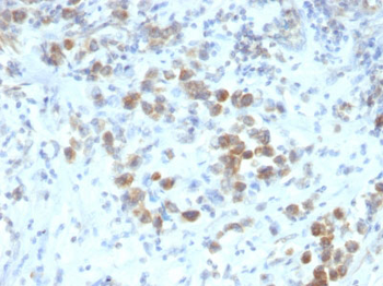 PAX6 (Stem Cell Marker) Antibody - With BSA and Azide
