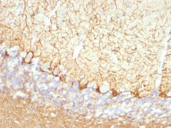 Neurofilament (NF-L) (Neuronal Marker) Antibody - With BSA and Azide
