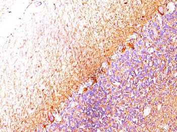 Neurofilament (NF-L) (Neuronal Marker) Antibody - With BSA and Azide