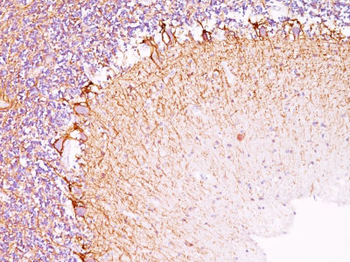 Neurofilament (NF-L) (Neuronal Marker) Antibody - With BSA and Azide