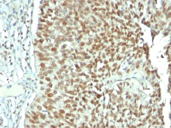 Nucleolin (Marker of Human Cells) Antibody - With BSA and Azide