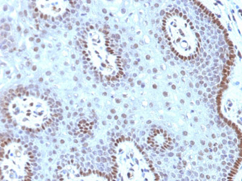c-Myc Oncoprotein Antibody - With BSA and Azide