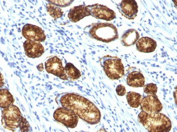 MUC6 (Mucin 6 / Gastric Mucin) Antibody - With BSA and Azide