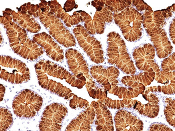 MUC5AC (Mucin 5AC / Gastric Mucin) Antibody - With BSA and Azide