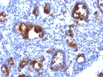 MUC3 (Mucin 3) Antibody - With BSA and Azide