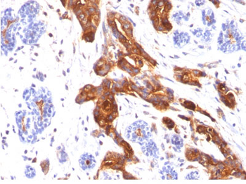 MUC1 / EMA / CD227 (Epithelial Marker) Antibody - With BSA and Azide