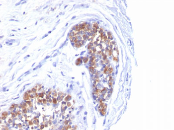 MUC1 / EMA / CD227 (Epithelial Marker) Antibody - With BSA and Azide