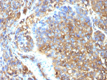 Moesin Antibody - With BSA and Azide