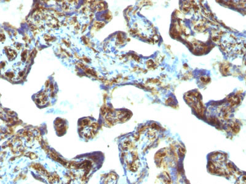Moesin Antibody - With BSA and Azide