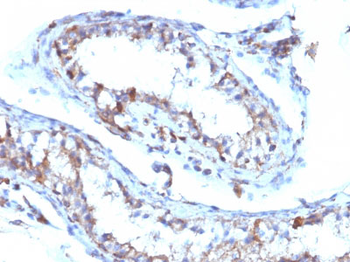 Moesin Antibody - With BSA and Azide