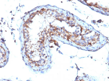 Moesin Antibody - With BSA and Azide
