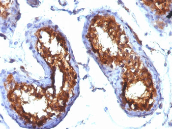 CD99 / MIC2 (Ewing's Sarcoma Marker) Antibody - With BSA and Azide