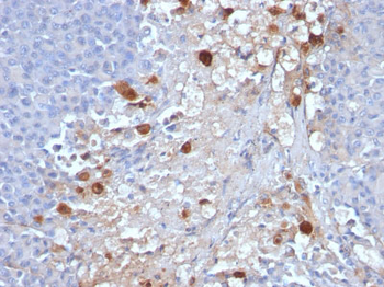 MUC18 / CD146 / MCAM (Melanoma Cell Adhesion Molecule) Antibody - With BSA and Azide