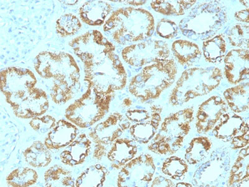 Laminin, gamma 1 (LAMC1) Antibody - With BSA and Azide