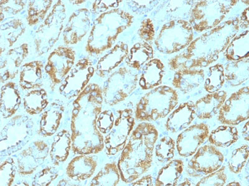 Laminin, gamma 1 (LAMC1) Antibody - With BSA and Azide