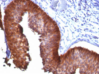 Cytokeratin 18 (KRT18) Antibody - With BSA and Azide