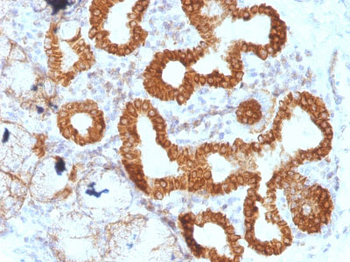 IL-6 (Interleukin-6) / Interferon beta-2 (Hybridoma Growth Factor) Antibody - With BSA and Azide