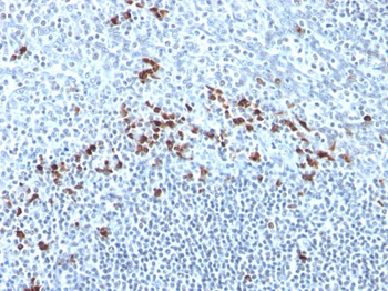 Kappa Light Chain (B-Cell Marker) Antibody - With BSA and Azide