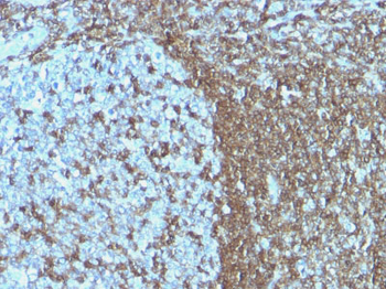 CD50 / ICAM-3 Antibody - With BSA and Azide